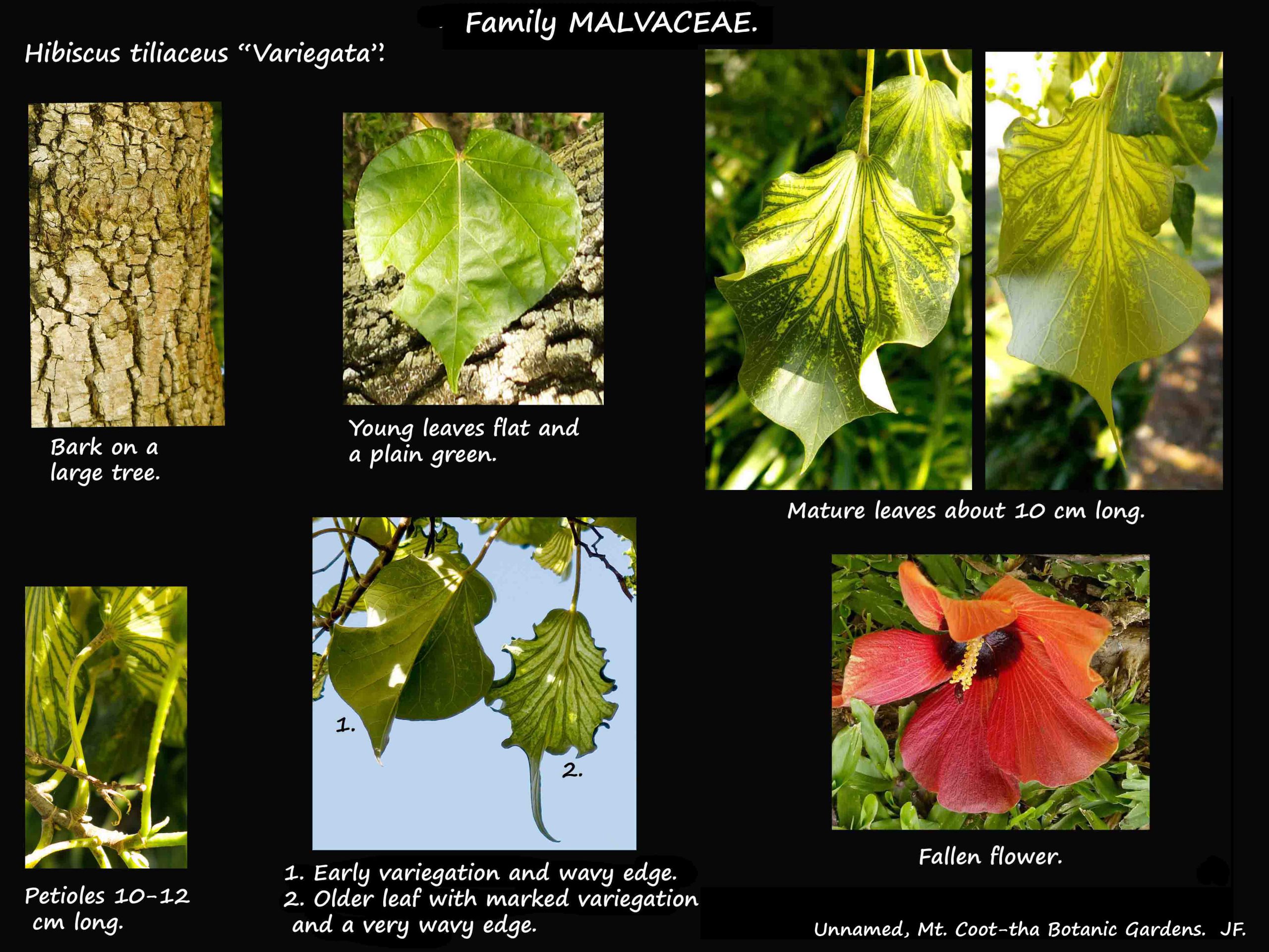 11 Hibiscus tiliaceus 'Variegata'
